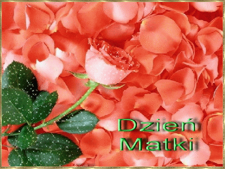 Dzień Matki róża